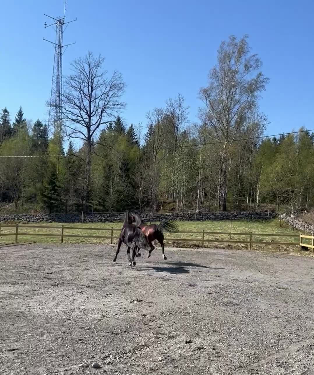 Dressyr hästar till salu: Härligt tvåårigt sto - Video 1