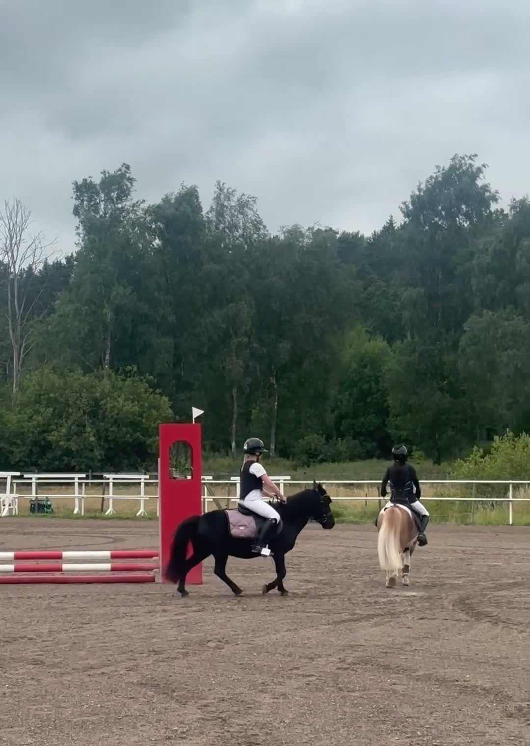 Allround hästar till salu: Världens bästa shettis - Video 3