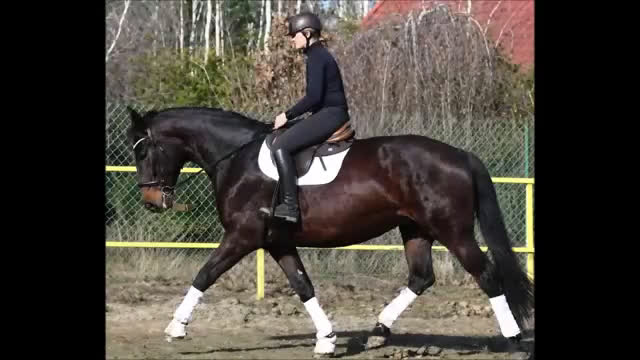 Allround hästar till salu: The Horse You’ve Been Waiting For - Video 1