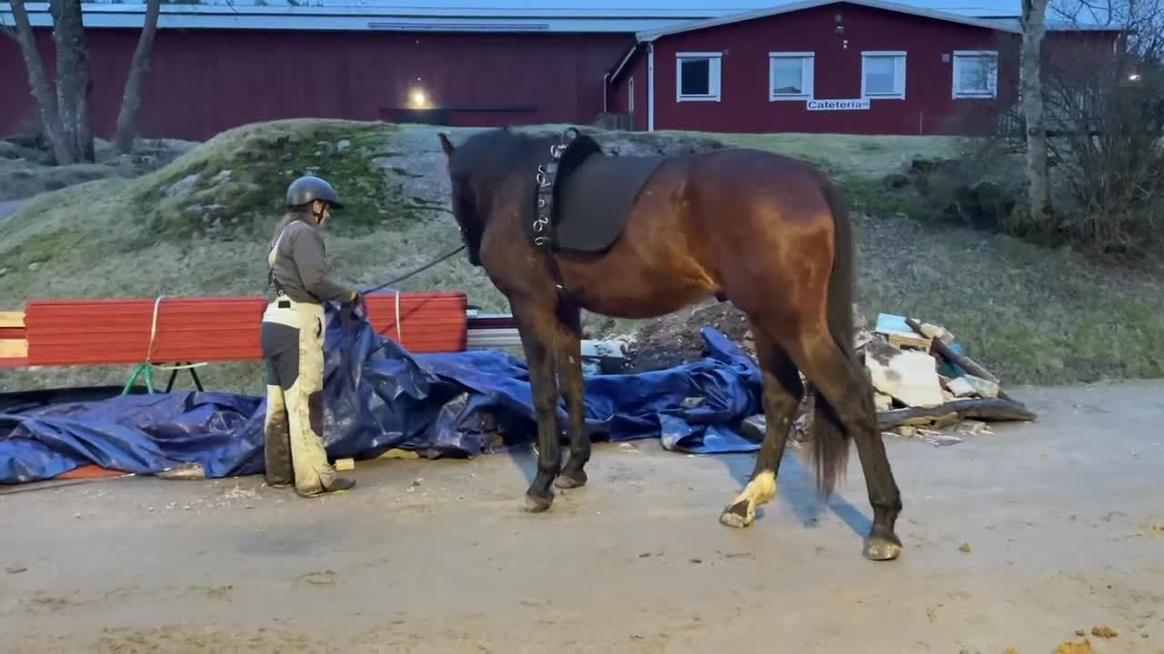  foderhäst finnes: 3-årig valack e. So Perfect  - Video 3