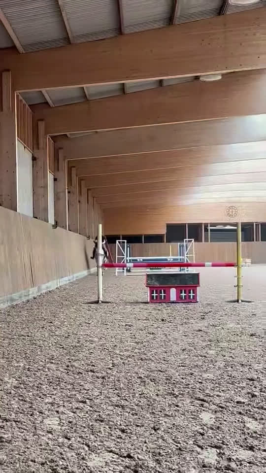 Hoppning hästar till salu: Fantastisk tävlingshäst med mycket kvar att ge - Video 2