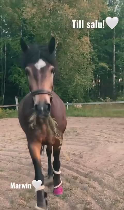 Allround hästar till salu: Oslipad diamant!🌟 i Motala - Video 1