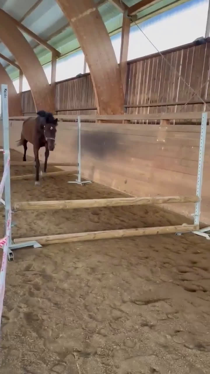 Allround hästar till salu: Litet varmblodsto. - Video 2