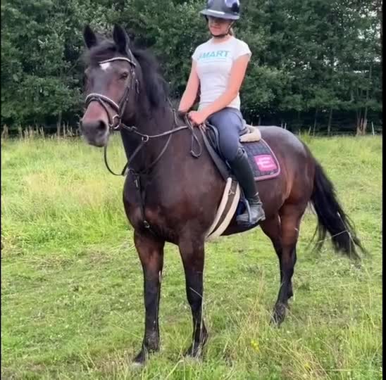 Allround hästar till salu: Härlig hobbyhäst - Video 2