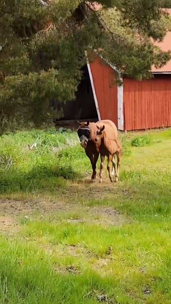 Western hästar till salu: Paint föl med pleasure stam i Uppsala - Video 1