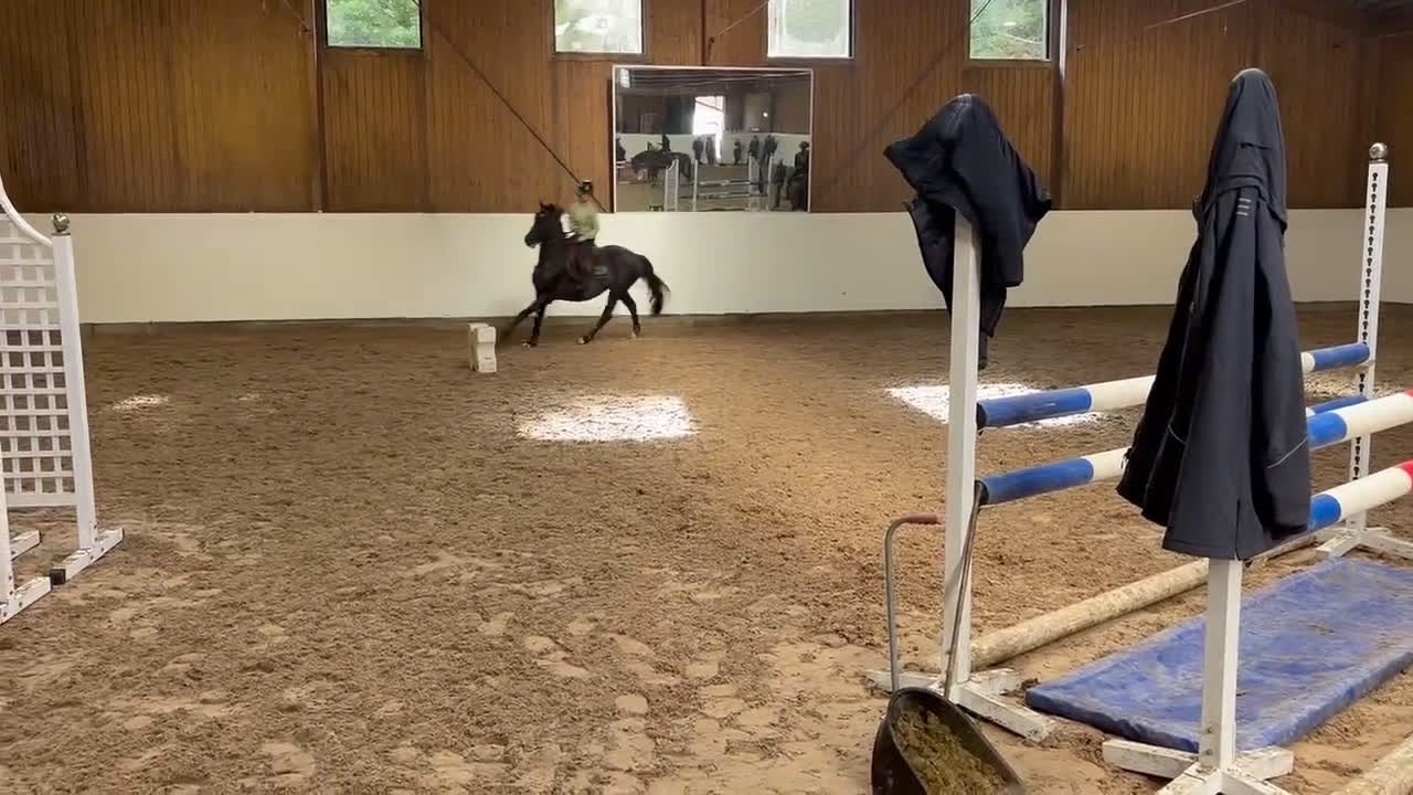 Hoppning hästar till salu: Fantastisk SWB valack i Billdal - Video 2