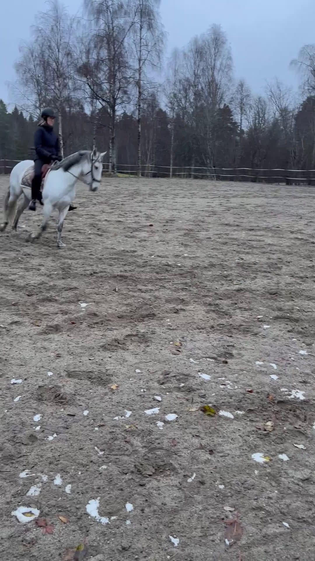 Allround hästar till salu: Underbart PRE sto i Bergeforsen - Video 1