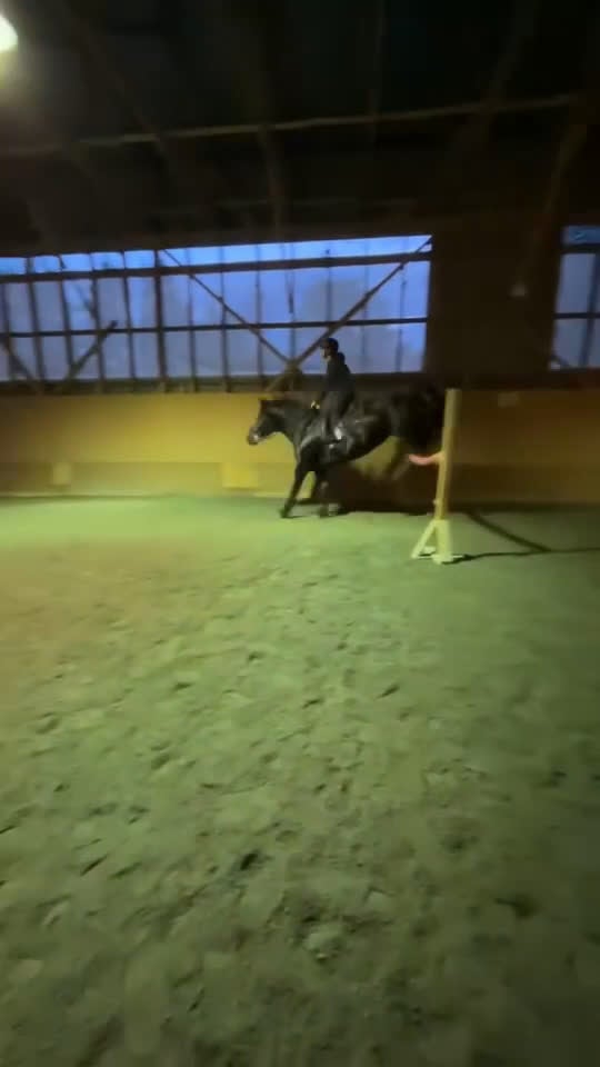 Allround hästar till salu: Vacker underbart kallblodsto, mamma dotter häst  - Video 3