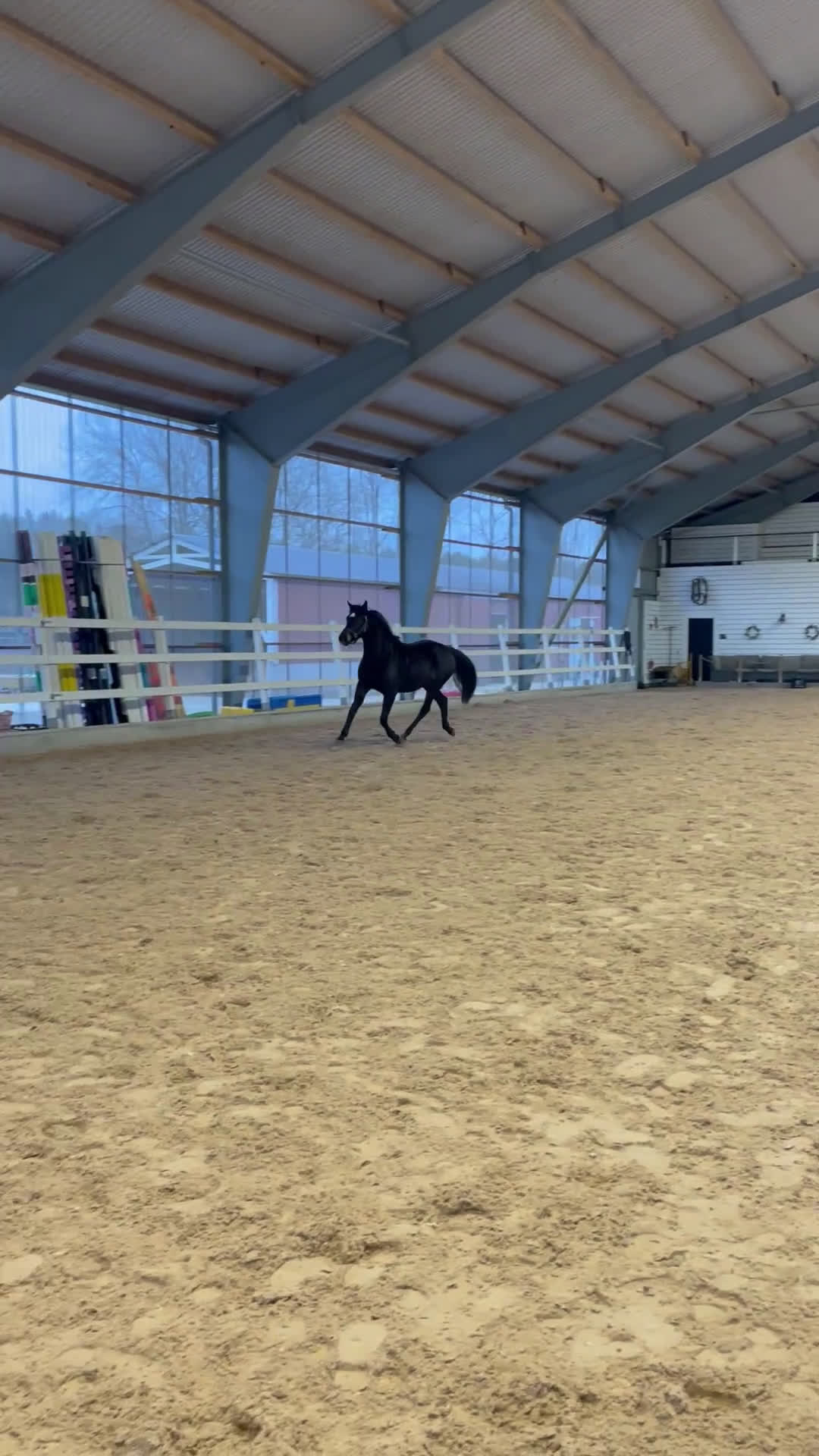 Dressyr hästar till salu:  3-åring med kvalitet och bra temperament! - Video 1