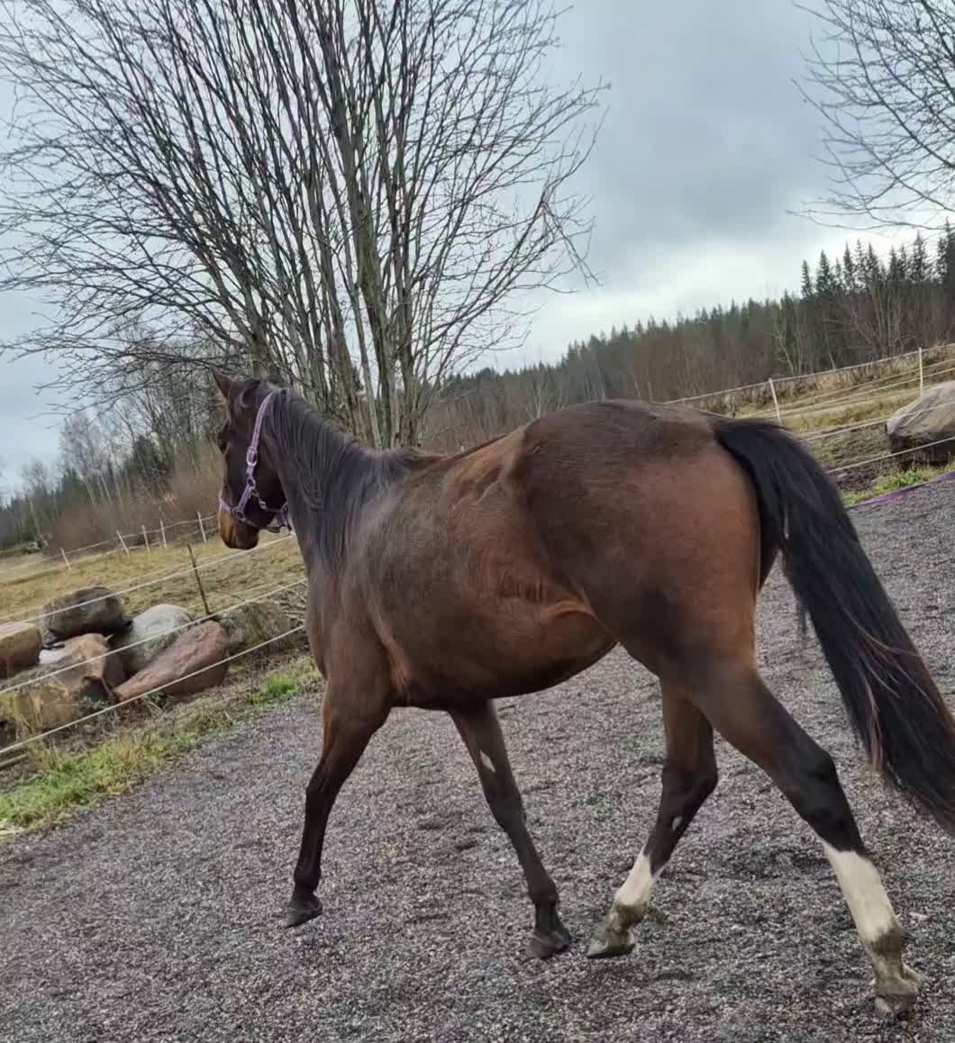 Allround hästar till salu: Sto med utvecklingspotential i Ludvika - Video 1