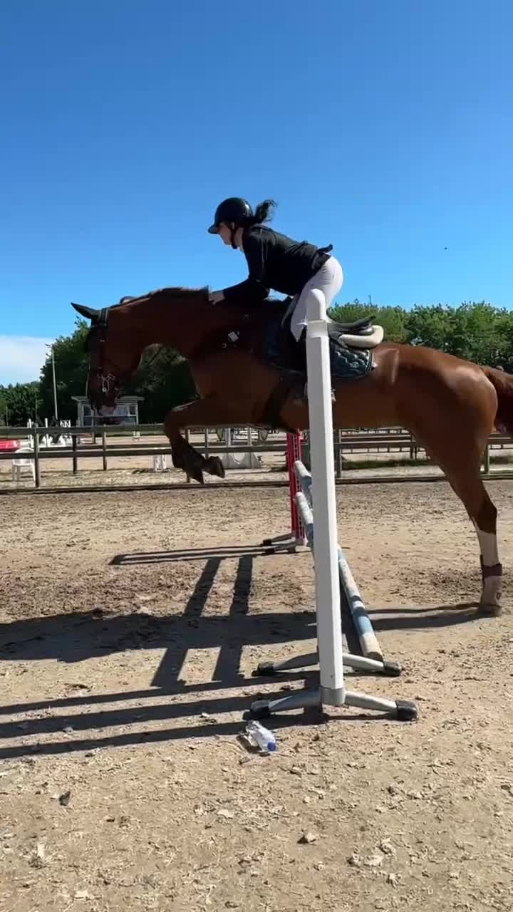 Allround hästar till salu: Meriterat hoppsto - Video 1