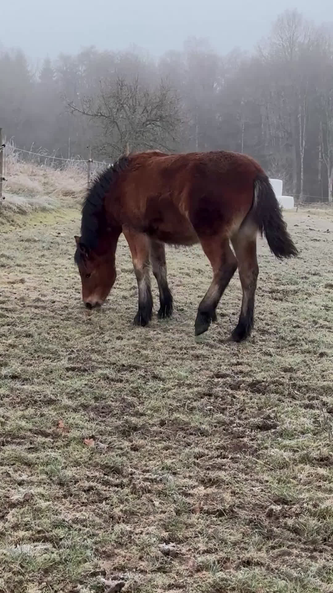 Körning hästar till salu: Dräktigt Elitsto samt Pigall 7 mån i Lilla Edet - Video 4
