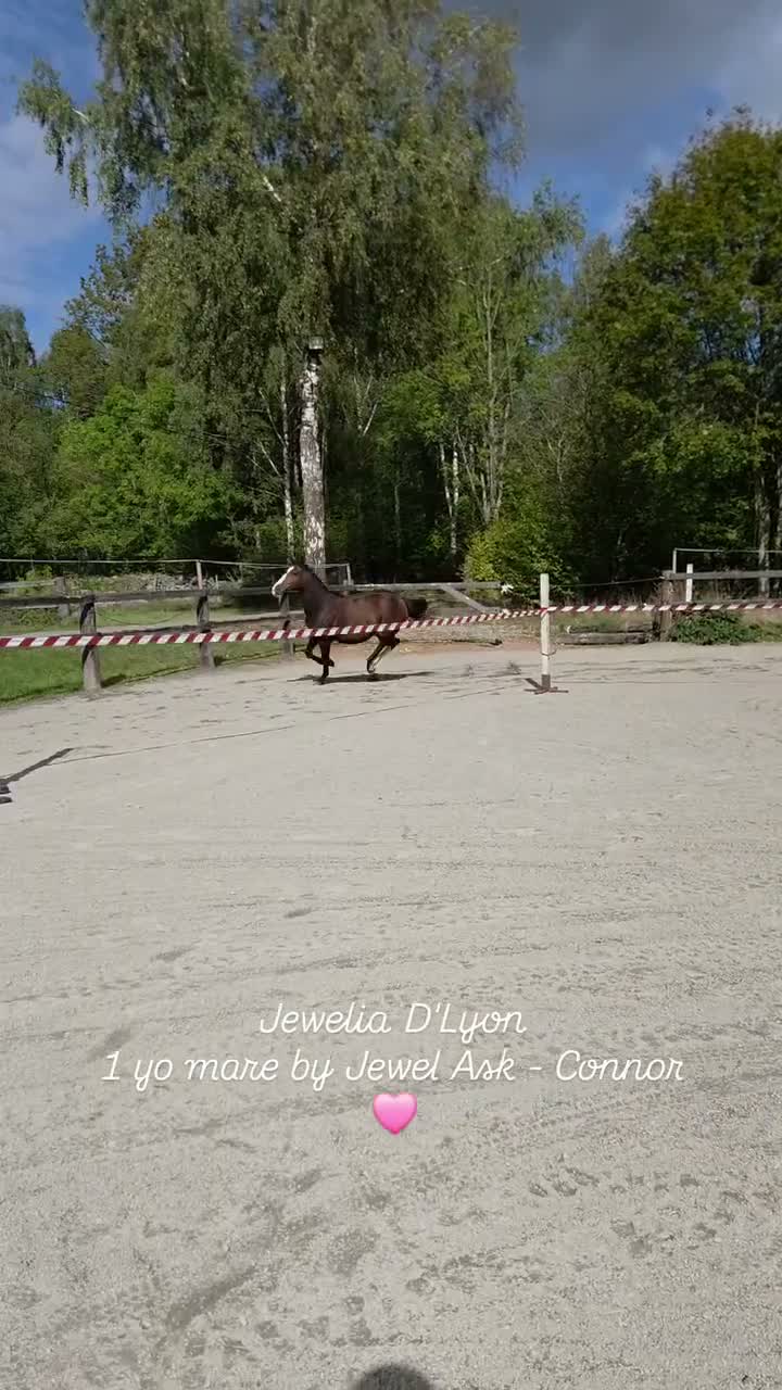 Hoppning hästar till salu: Riktigt bra unghästar till lågt pris - Video 1