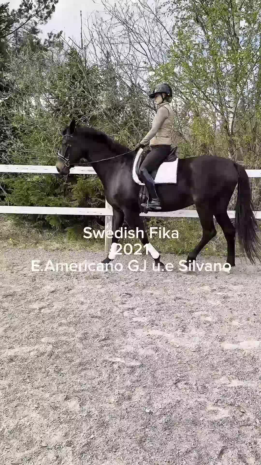 Dressyr hästar till salu: Dressyrsto med ett hjärta av guld 💛  - Video 1