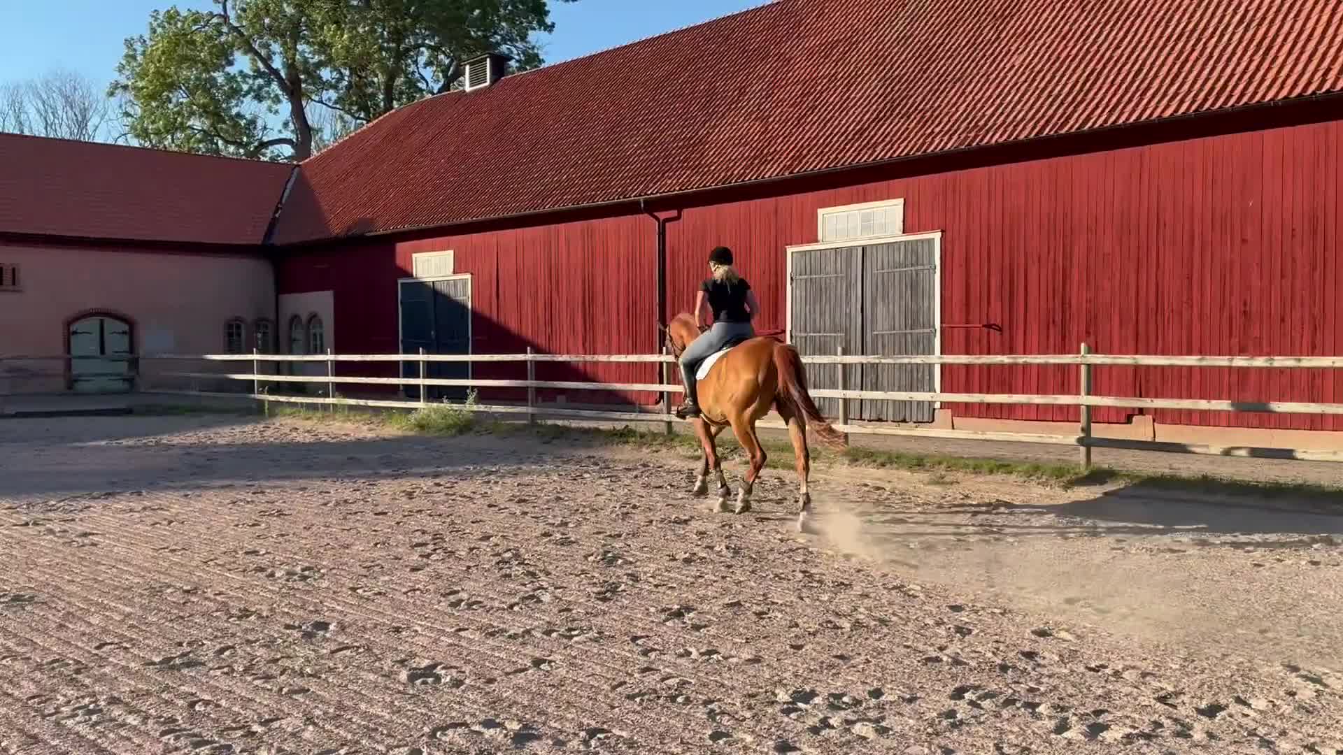 Dressyr hästar till salu: Hobbyhäst med utstrålning  i Götene - Video 3