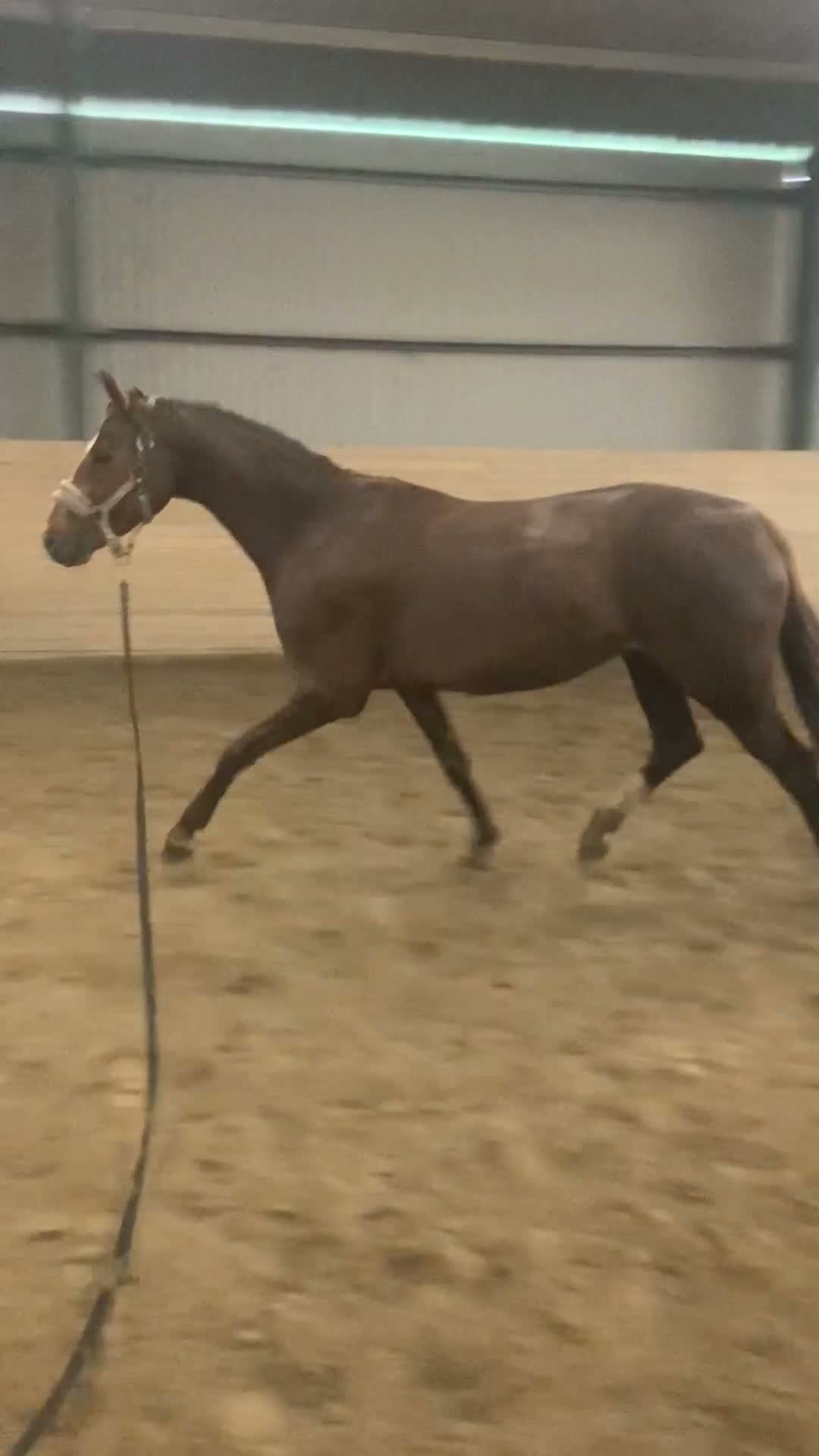 Sällskap hästar till salu: Fina Misty söker rätt hem🐴❤️ - Video 2