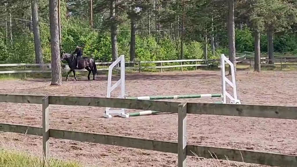 Allround hästar sökes: Västervik med omnejd! i Västervik - Video 1