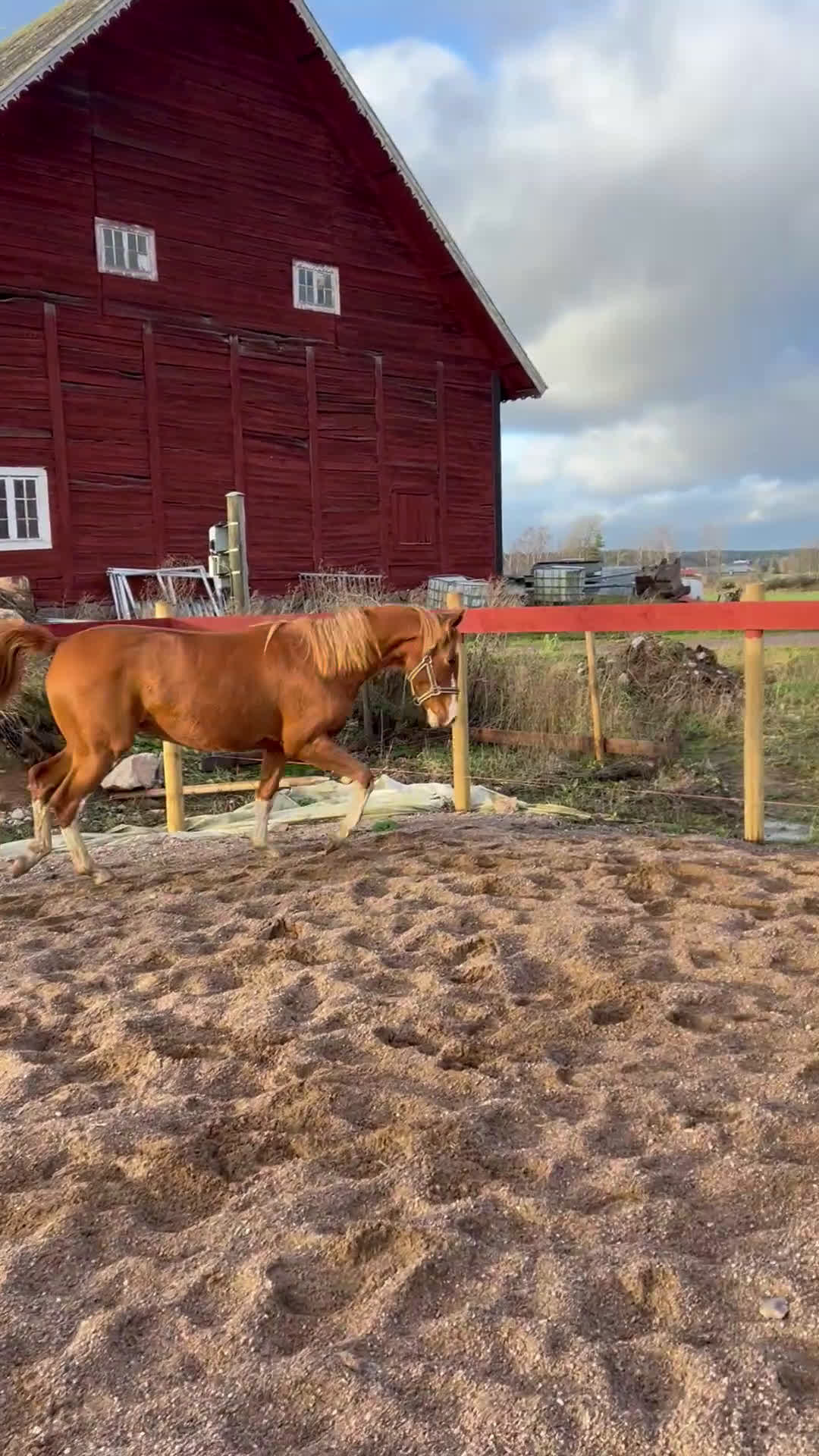 Hoppning hästar till salu: Vacker Sto med utstråling i Tjällmo - Video 1