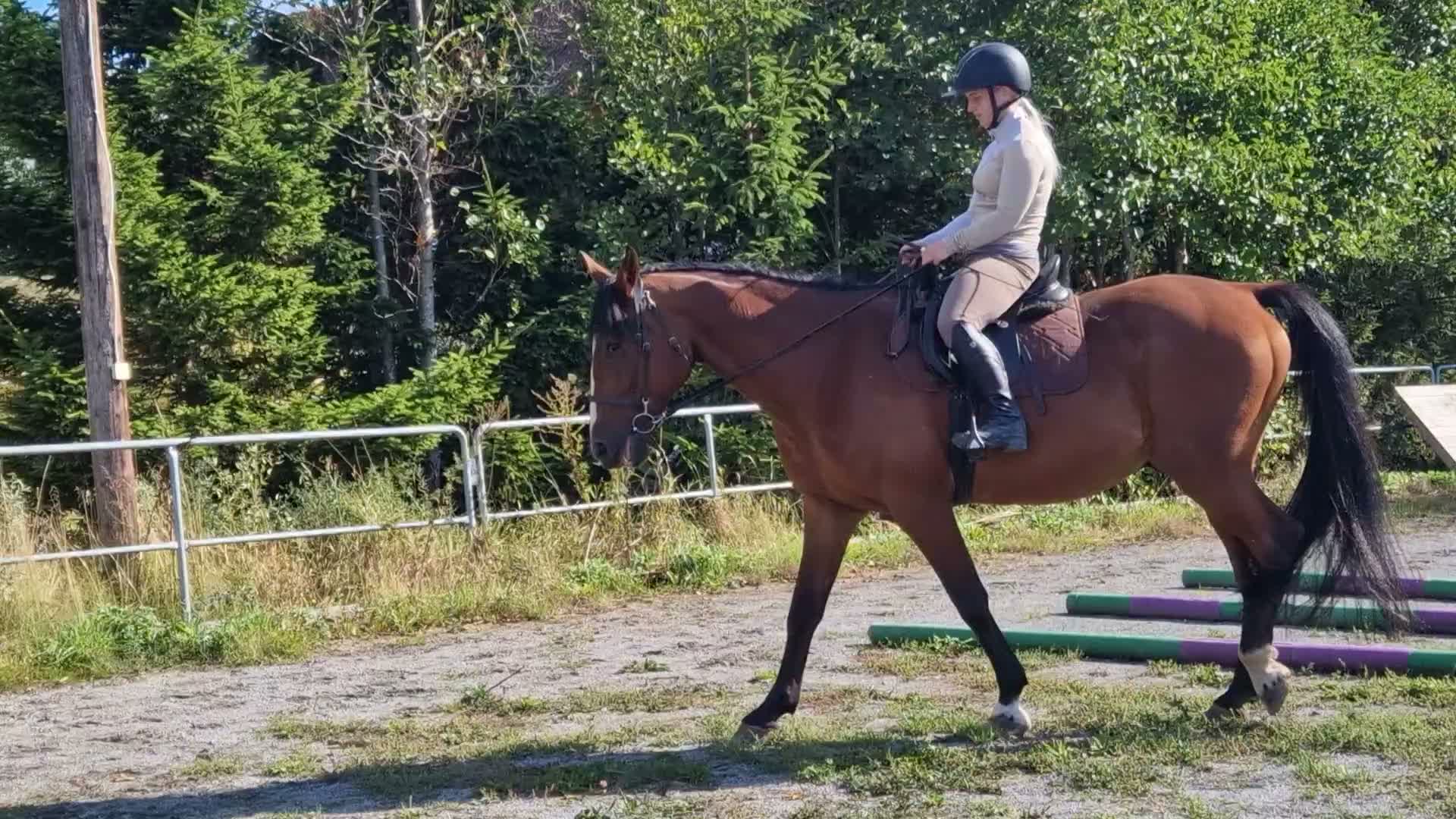 Allround hästar till salu: Jättefin kille!  - Video 1