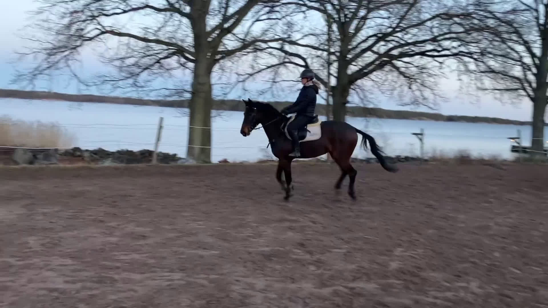 Hoppning hästar till salu: Fynda fin 4-åring  - Video 3