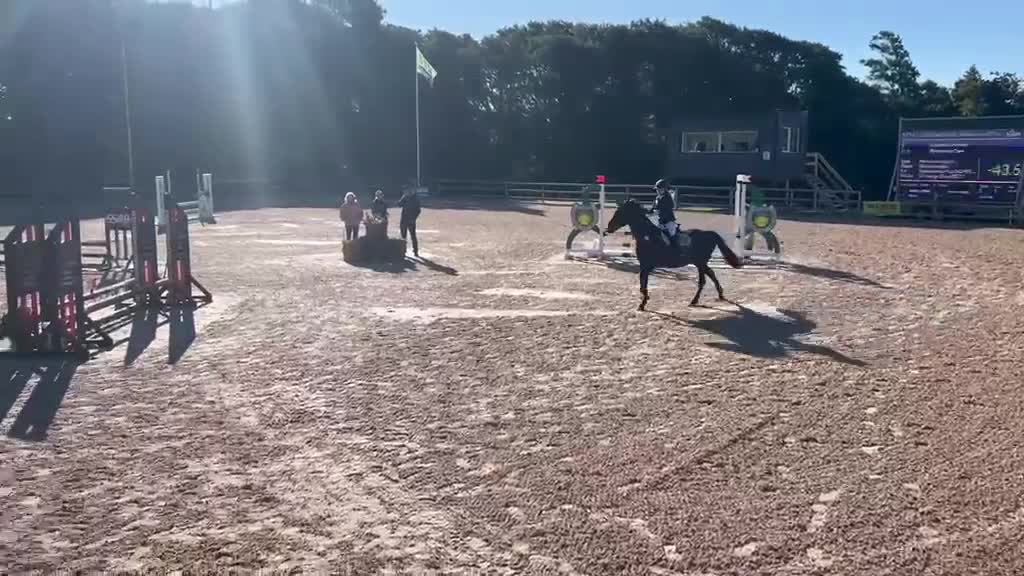 Hoppning hästar till salu: Perfekt läromästare  - Video 3