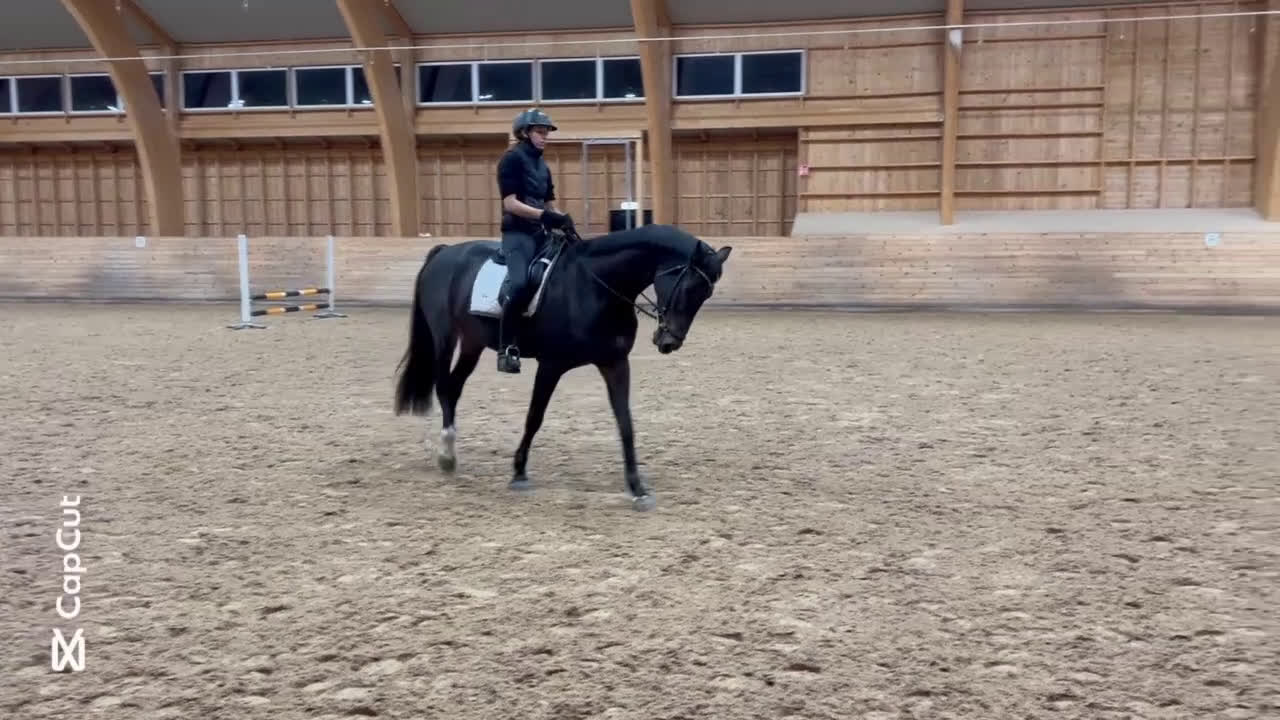 Dressyr hästar till salu: Flashigt SWB-sto - Video 3