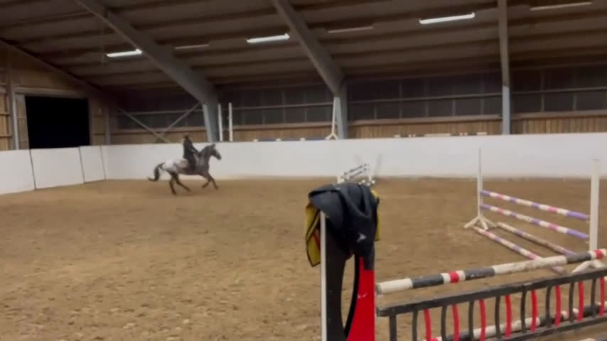 Allround hästar till salu: En fantastisk läromästare söker nytt hem - Video 1