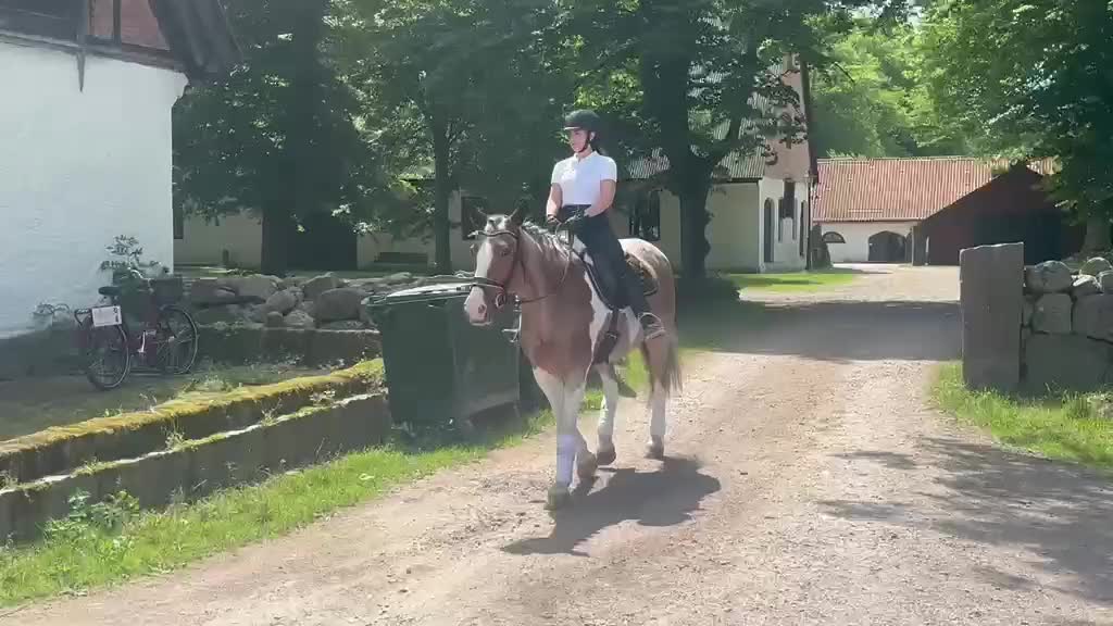 Allround hästar till salu: Charmig och trygg allroundhäst! - Video 1