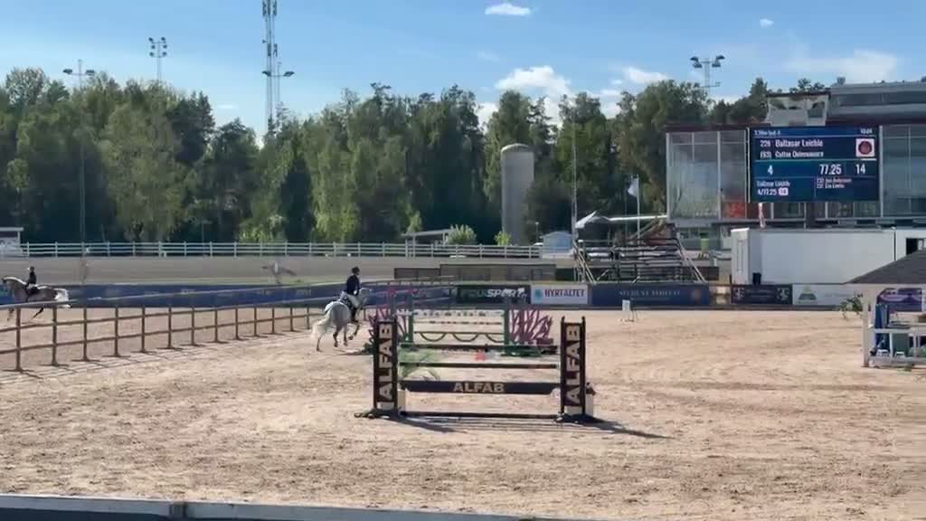 Allround hästar till salu: Fantastisk häst som kan både hoppning o dressyr🤩 - Video 1