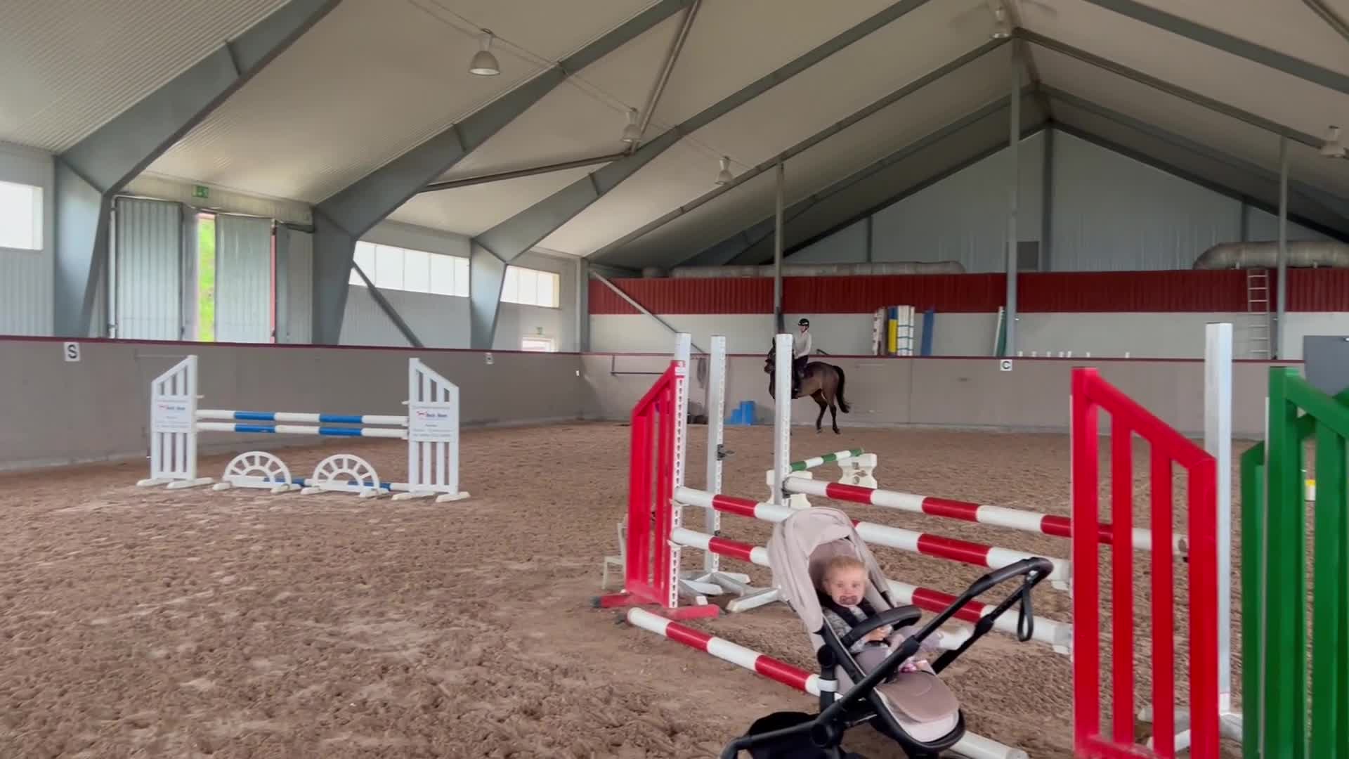 Hoppning hästar till salu: Välstammad 6-åring söker nytt hem - Video 3