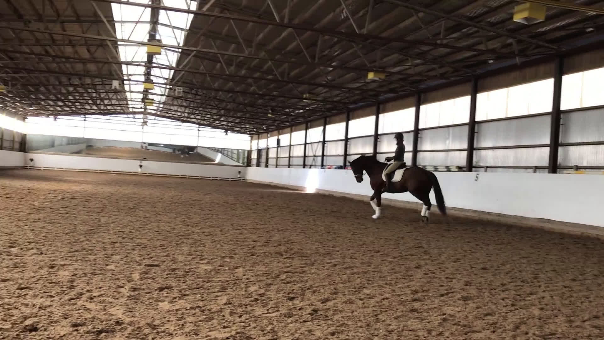 Dressyr hästar till salu: Dressyr/Allround i Falkenberg - Video 1