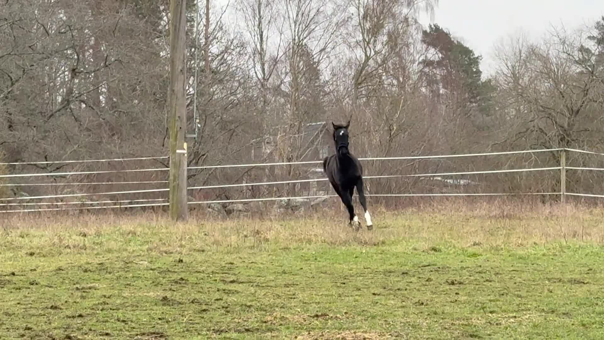 Dressyr hästar till salu: Flott svart dressyrsto! - Video 1