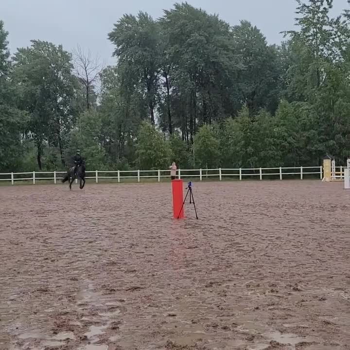 Allround hästar till salu: Charmig New forest - Video 1