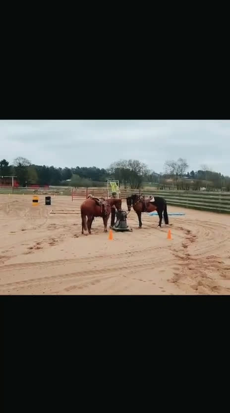 Allround hästar till salu: Fantastisk allround/övergångshäst i Sösdala - Video 2