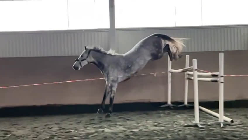 Hoppning hästar till salu: Charmig vallack  - Video 2