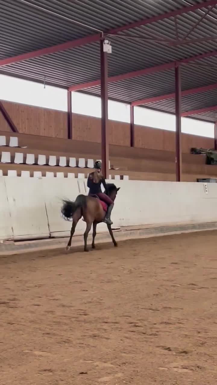 Fälttävlan hästar till salu: Trevlig fälttävlansponny⭐️ i Västervik - Video 1