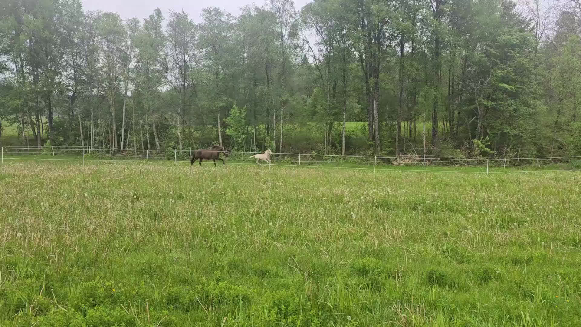 Dressyr hästar till salu:  PRE kille för den kräsna 💙 Palomino. Passa på i Veddige - Video 4