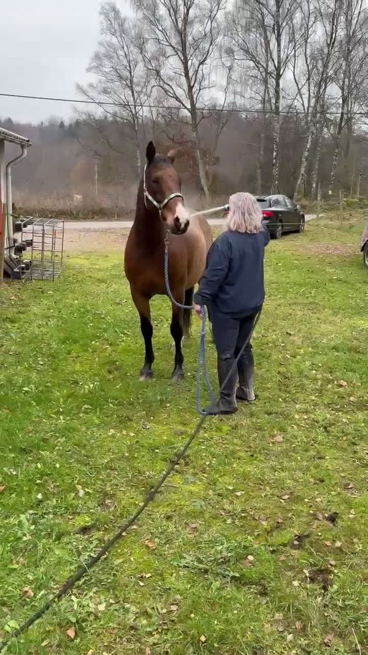 Allround hästar till salu: BIG BEN behöver nytt kärleksfullt hem i Höör - Video 4