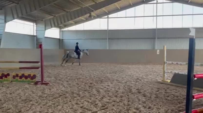 Hoppning hästar till salu: Fantastiskt fint sto  - Video 2