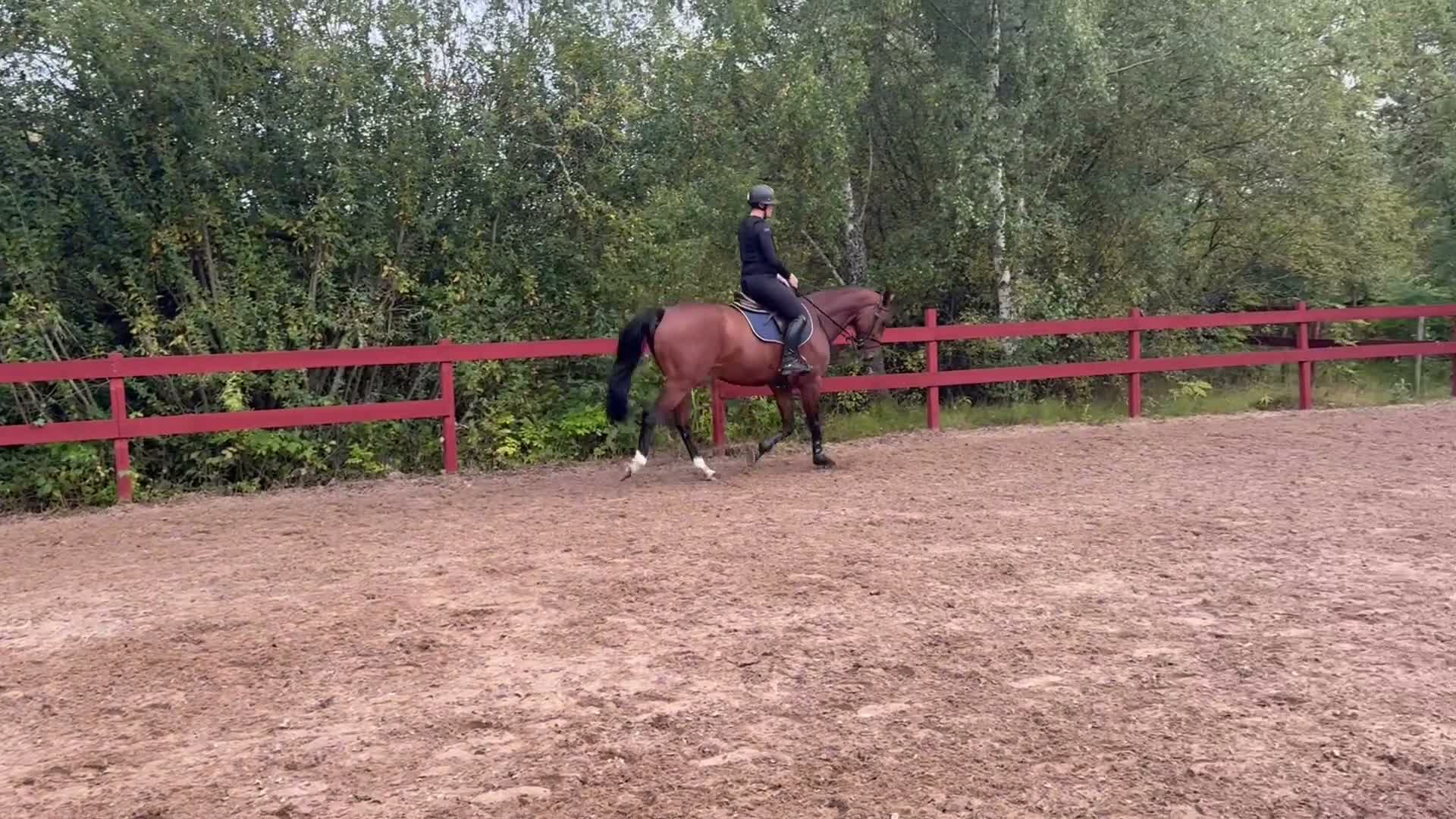 Hoppning hästar till salu: Erfaren tävlingshäst och fantastisk läromästare - Video 3