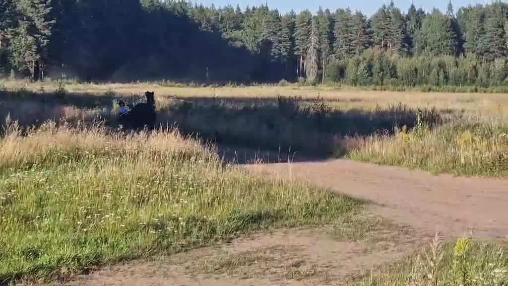 Trav hästar till salu: Värdens snyggaste Shabo  - Video 1