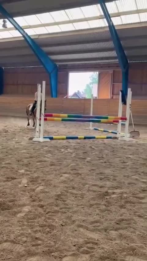 Allround hästar till salu: Världens snällaste gotlandsruss  i Nora - Video 1