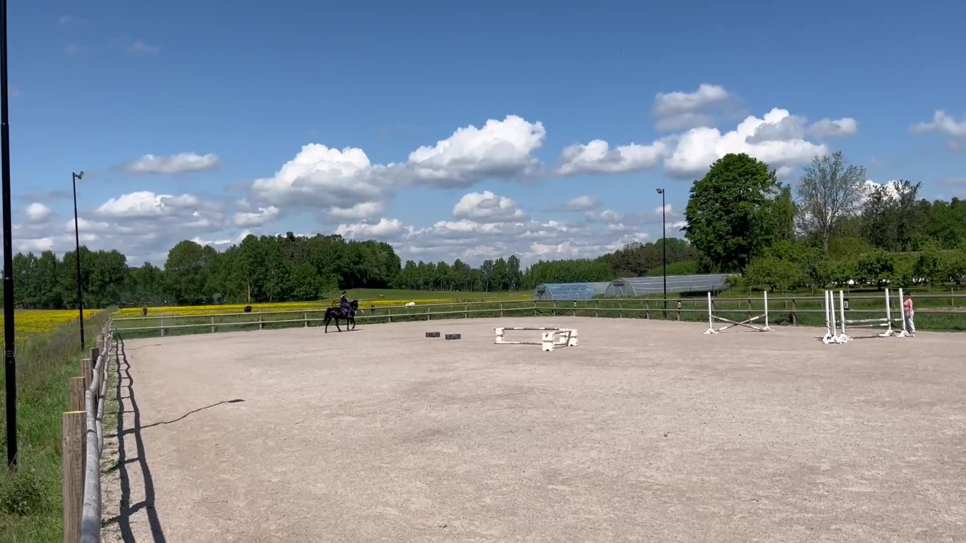 Allround hästar till salu: Trygg och trevlig allroundhäst söker nytt hem - Video 3