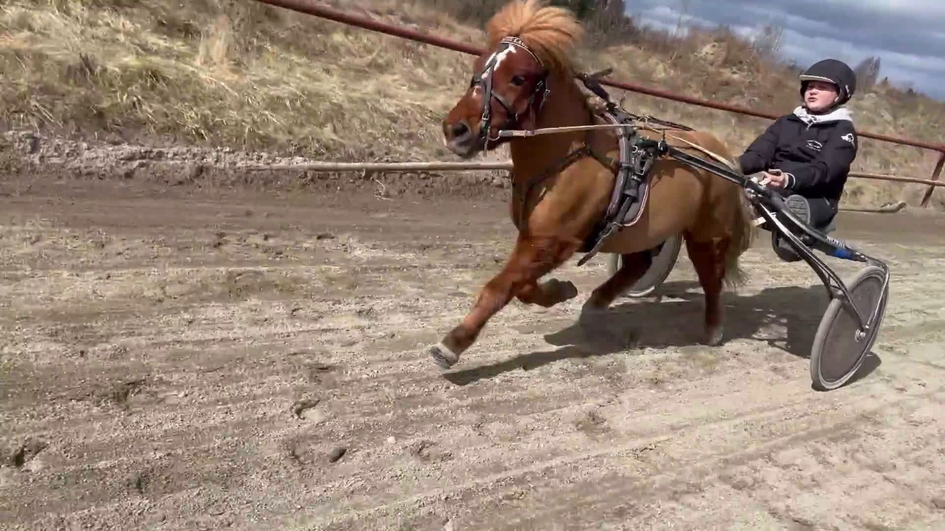 Trav hästar till salu: Trevliga, snälla och duktiga travponnys till salu i Örebro - Video 2