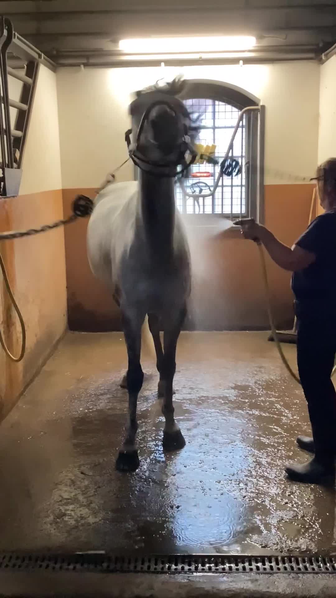 Dressyr hästar till salu: Flott dressyrponny  - Video 3