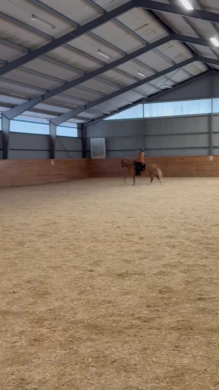 Allround hästar till salu: Fantastisk welshvalack FEI-nivå i Lidköping - Video 2