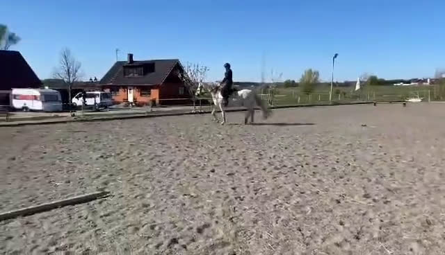 Allround hästar till salu: Snälla Bonty i Skurup - Video 1