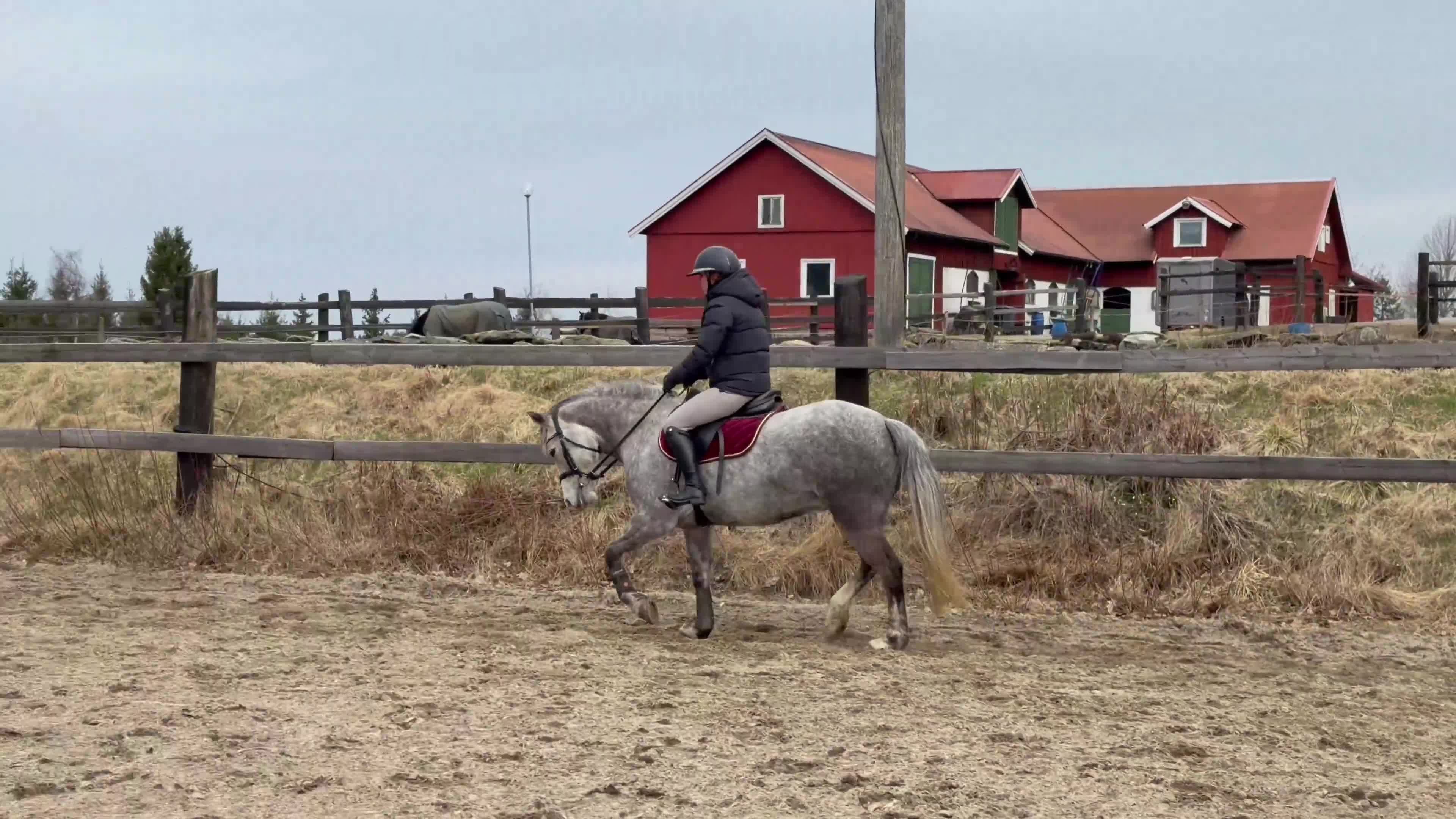 Allround hästar till salu: Härligt sto med utstrålning!  - Video 1