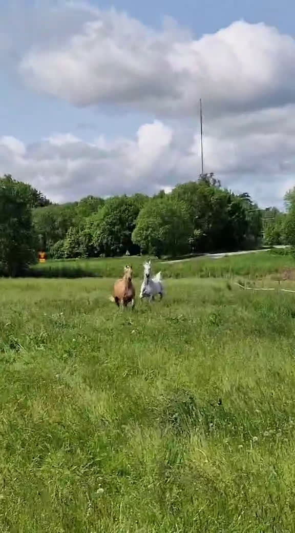Sällskap hästar till salu: Världens snällaste GULDPONNY! - Video 1