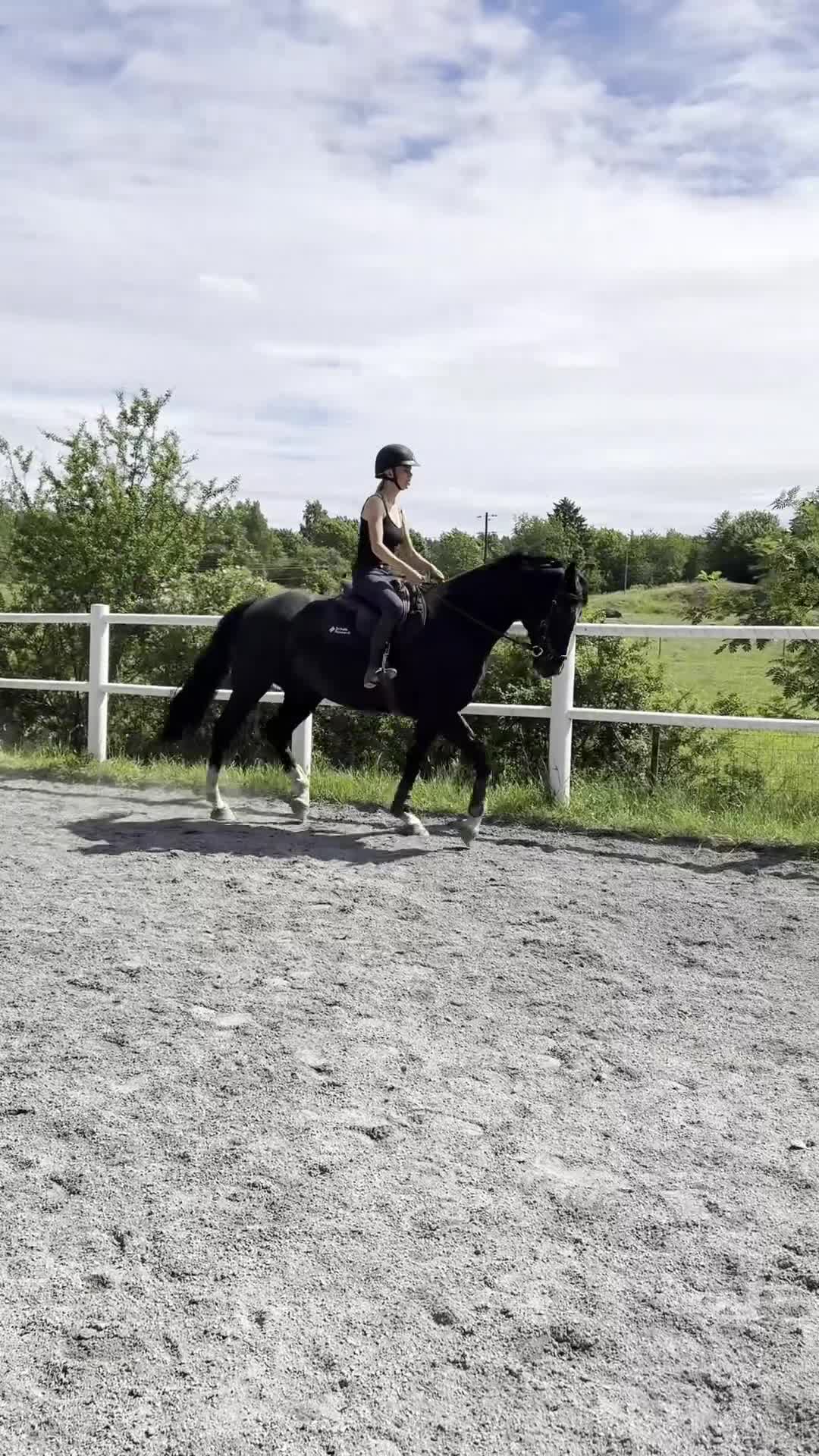 Allround hästar till salu: Valack med utstrålning och potential - Video 1